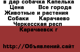 в дар собачка Капелька › Цена ­ 1 - Все города Животные и растения » Собаки   . Карачаево-Черкесская респ.,Карачаевск г.